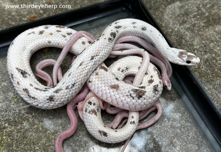 Nebraska White Plains Garter Snake